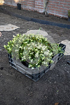 Garden reconstruction works in progress, new plants ready for planting in spring