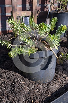 Garden reconstruction works in progress, new plants ready for planting in spring