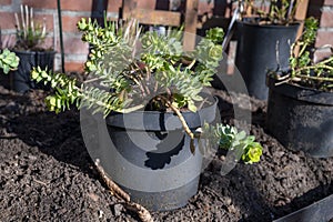 Garden reconstruction works in progress, new plants ready for planting in spring