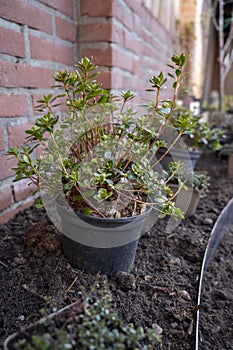 Garden reconstruction works in progress, new plants ready for planting in spring