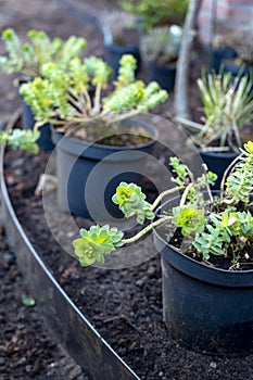 Garden reconstruction works in progress, new plants ready for planting in spring