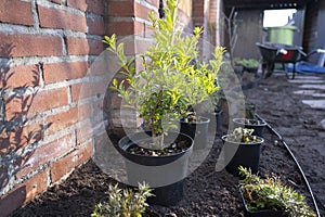 Garden reconstruction works in progress, new plants ready for planting in spring