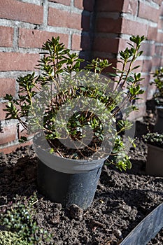 Garden reconstruction works in progress, new plants ready for planting in spring