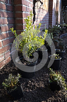 Garden reconstruction works in progress, new plants ready for planting in spring