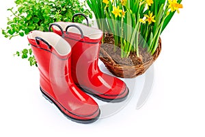 Garden red boots with yellow spring flower