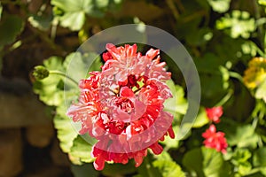Garden of red-flowered mallow plants, known as Pelargonium Ã— hortorum L.H. Bailey species, belonging to the Geraniaceae