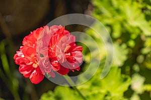 Garden of red-flowered malvon plants, known as Pelargonium Ã— hortorum L.H. Bailey species, belongs to Geraniaceae