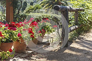 Garden red geranium in pots