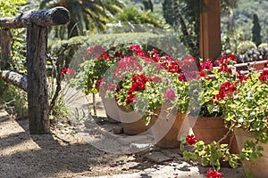 Garden red geranium in pots in backlit sun