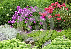 Garden with red and purple phlox