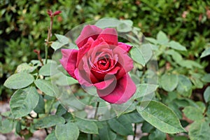 GARDEN RED ROSE SURROUNDED WITH GREEN LEAVES CLOSE UP