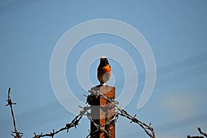 Garden Redstart - Phoenicurus phoenicurus - posing on a fence post, bird and barbed wire, symbols of freedom and restraint
