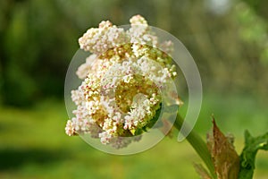 Garden Rhubarb blossom flowers white close-up leaves Rheum rhabarbarum blooming, leaf green detail, farm bio organic