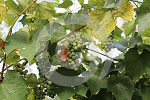 In the garden ripen grapes