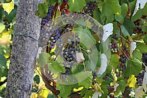 In the garden ripen grapes