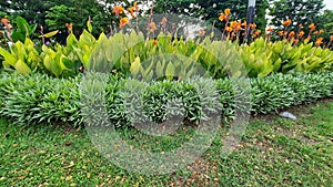 A garden on the road with various types of green plants can beautify your appearance 1