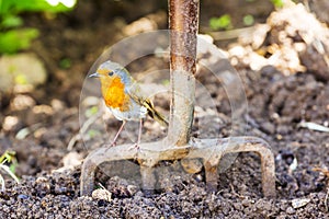 Garden Robin standing on garden fork with dug soil background