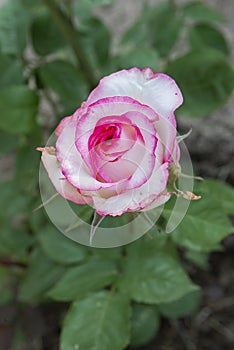 Garden rose