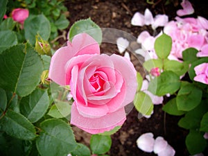 Garden rose