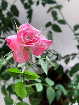 Garden rose bush pink potted close-up