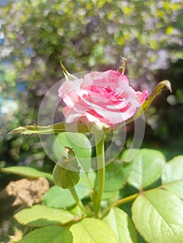 A garden Rose flower in the garden