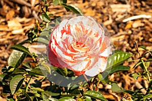 Garden Rose Flowers in Littleton, Colorado during October 2024. photo