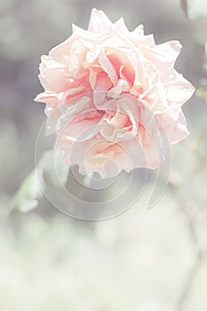 Garden Rose, Great Maiden`s Blush, Floral Background