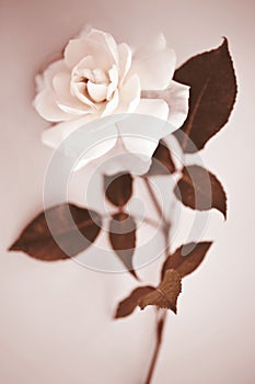 Garden rose isolated in sepia tones