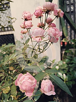 Garden roses