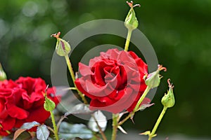 Garden roses