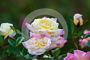 Garden roses in bloom closeup. Yellow-pink Music Box Rosa BAIbox breed by Ping Lim