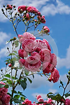 Garden roses. Rosa Simplicity,  Floribunda