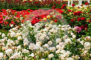 Garden Of Roses