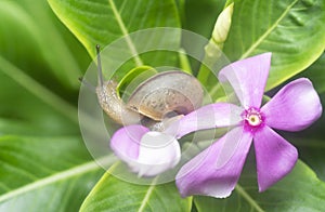 Garden rotund disc snail crawling on the Catharanthus roseus plant.