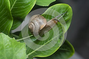 Garden rotund disc snail crawling on the Catharanthus roseus plant.