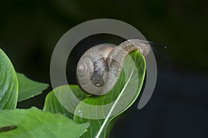 Garden rotund disc snail crawling on the Catharanthus roseus plant.