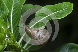 Garden rotund disc snail crawling on the Catharanthus roseus plant.