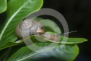 Garden rotund disc snail crawling on the Catharanthus roseus plant.