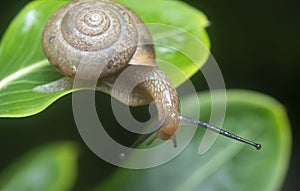 Garden rotund disc snail crawling on the Catharanthus roseus plant.