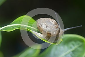 Garden rotund disc snail crawling on the Catharanthus roseus plant.