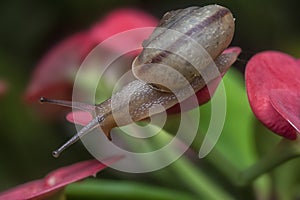 Garden rotund disc snail crawling on the euphorbia milii flower
