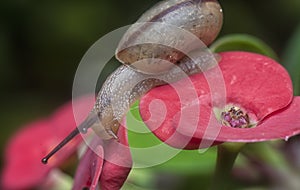 Garden rotund disc snail crawling on the euphorbia milii flower