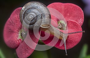 Garden rotund disc snail crawling on the euphorbia milii flower