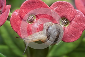 Garden rotund disc snail crawling on the euphorbia milii flower