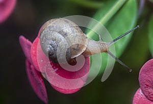 Garden rotund disc snail crawling on the euphorbia milii flower