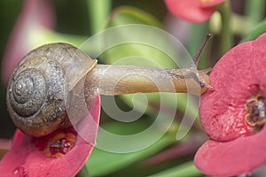 Garden rotund disc snail crawling on the euphorbia milii flower