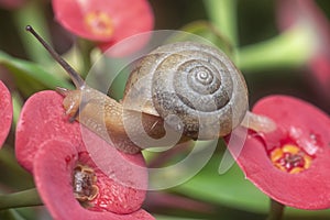 Garden rotund disc snail crawling on the euphorbia milii flower