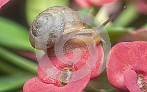 Garden rotund disc snail crawling on the euphorbia milii flower