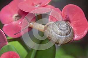 Garden rotund disc snail crawling on the euphorbia milii flower