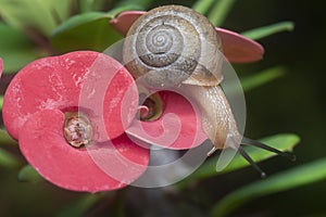 Garden rotund disc snail crawling on the euphorbia milii flower